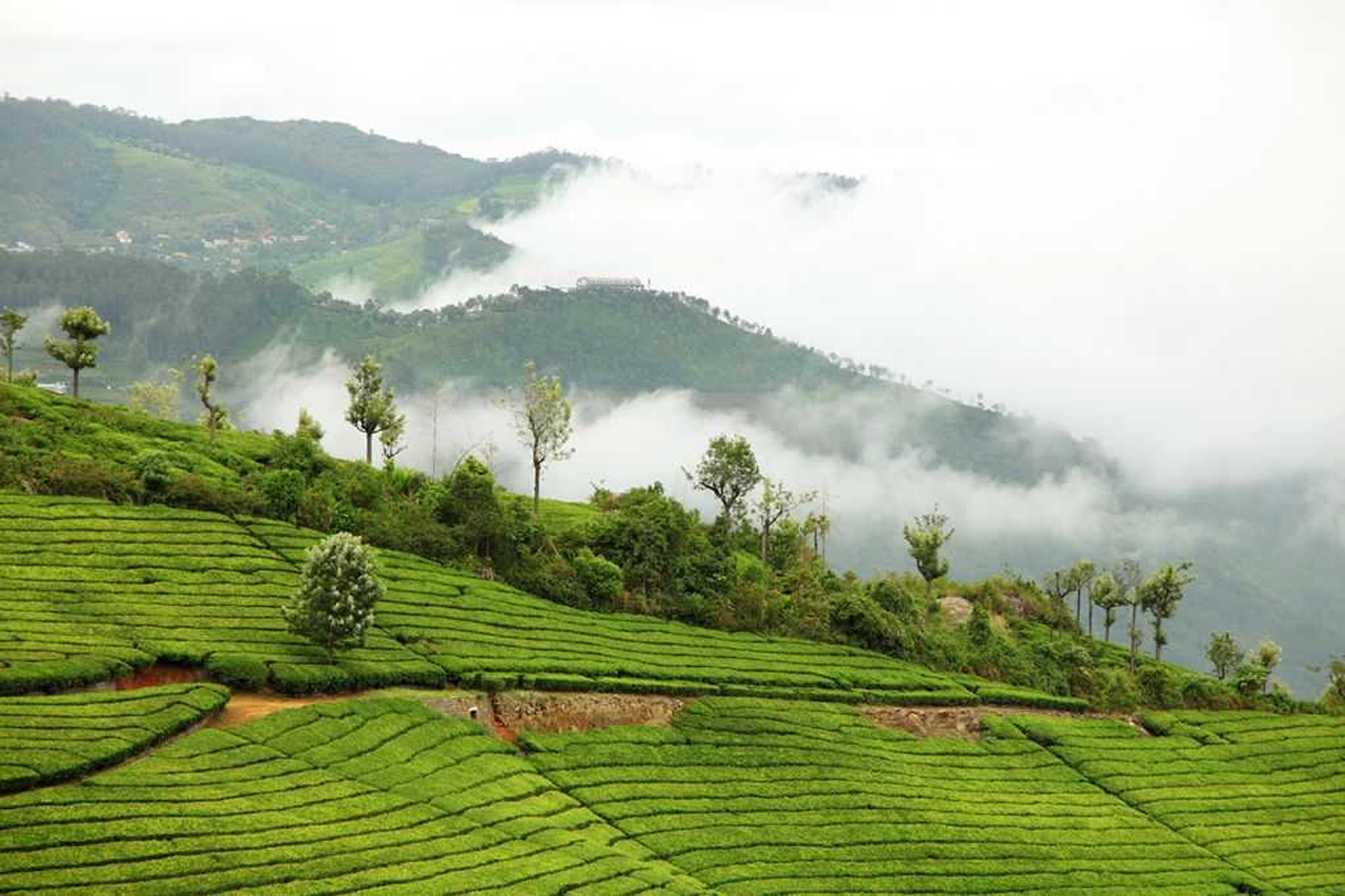 Paradise Ooty